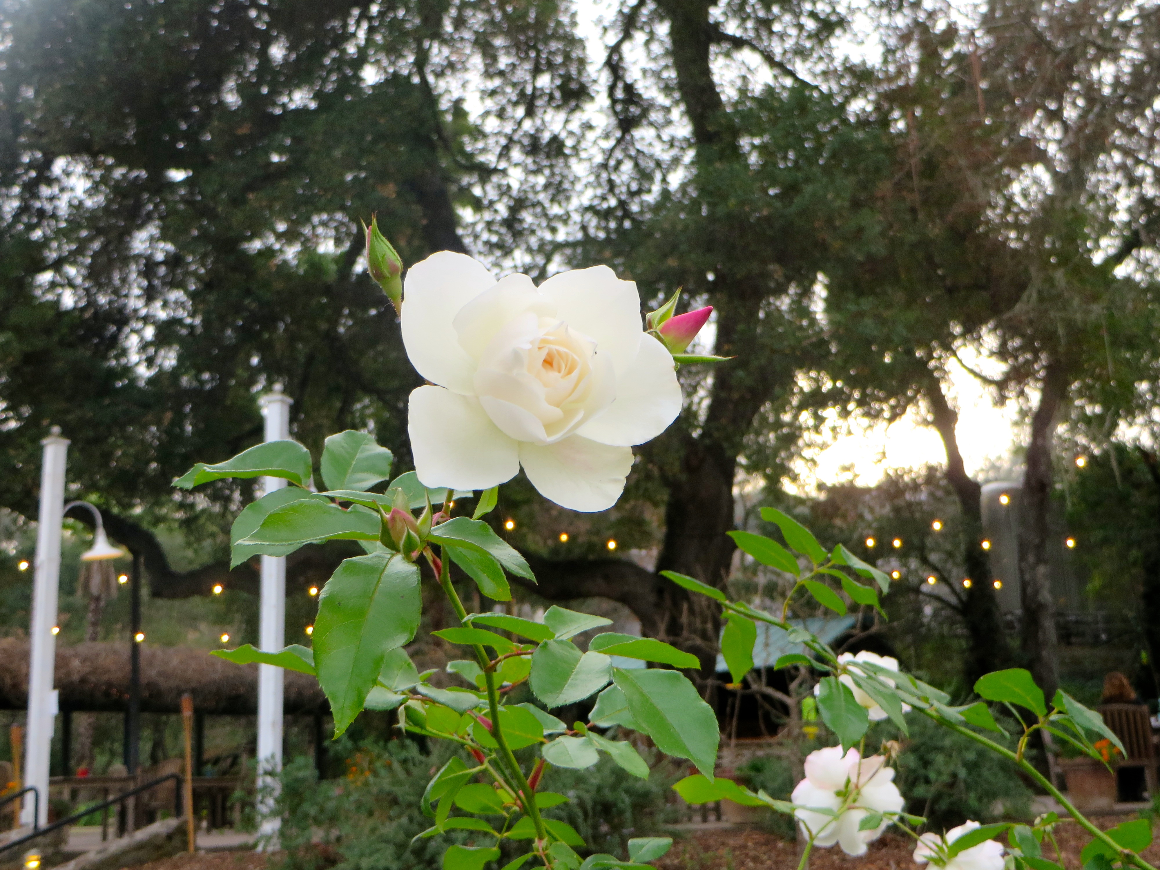 Benziger Family Winery Review