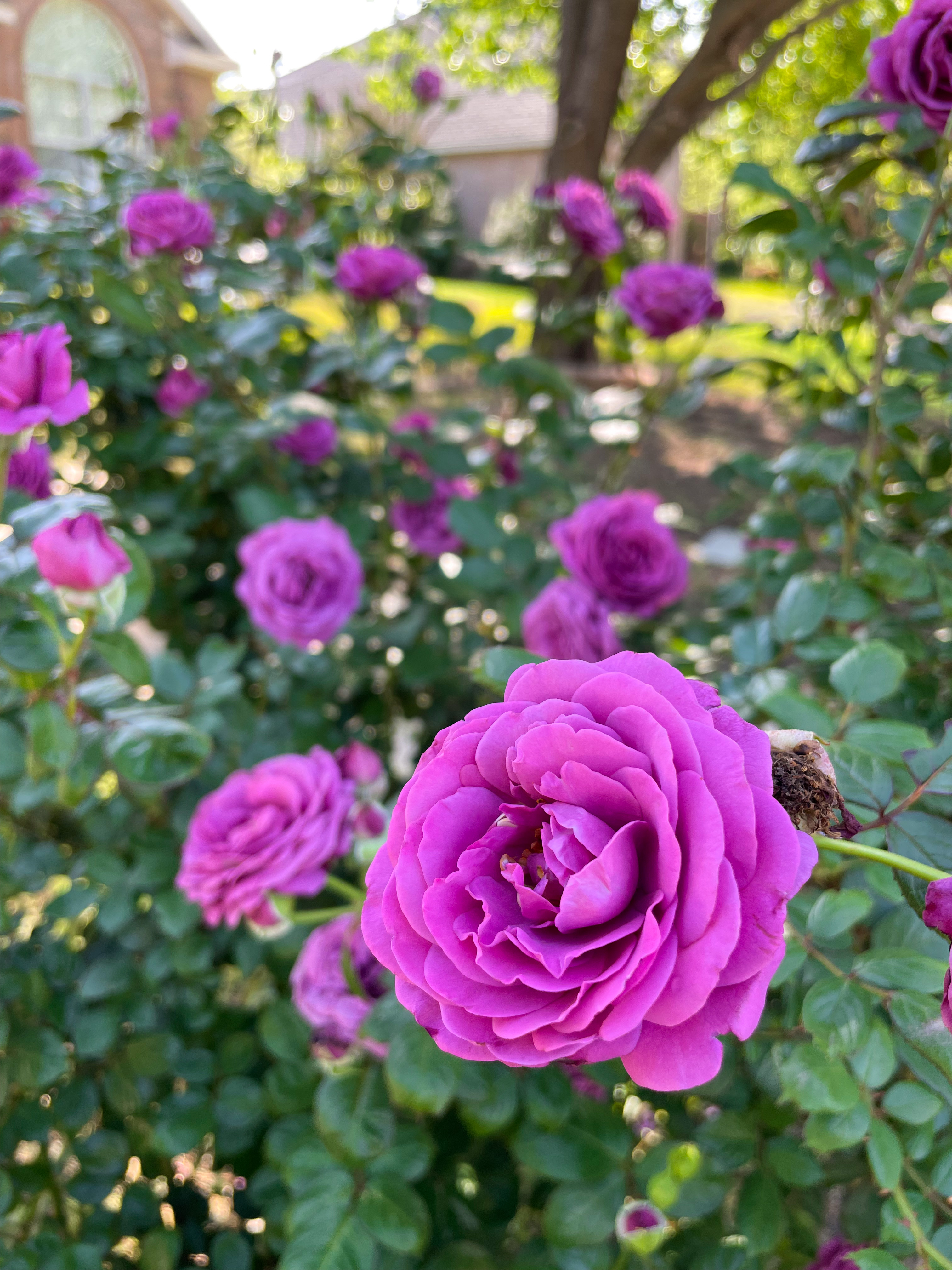 Plum Perfect Rose