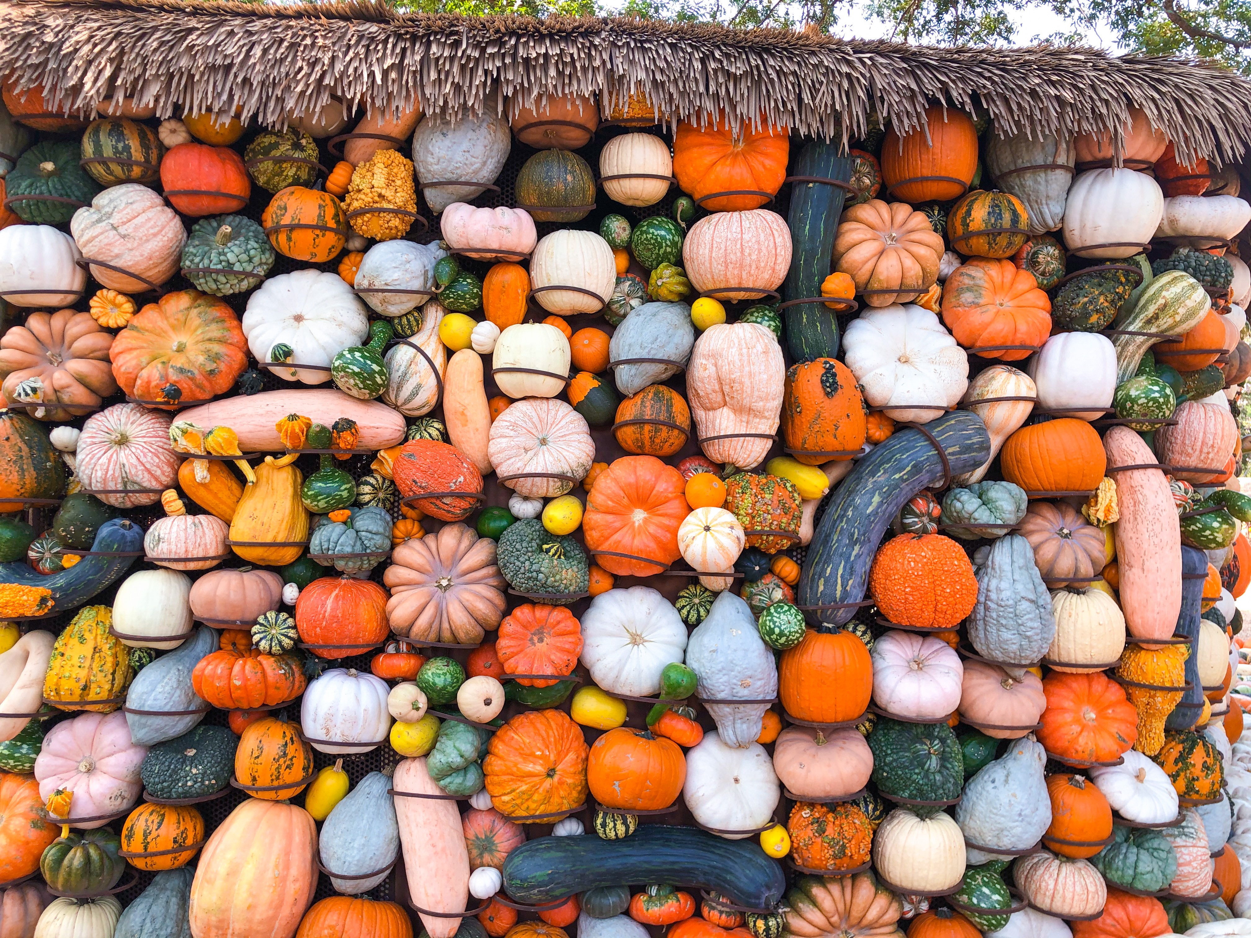 Dallas Arboretum Pumpkin Village Art of the Pumpkin 2020