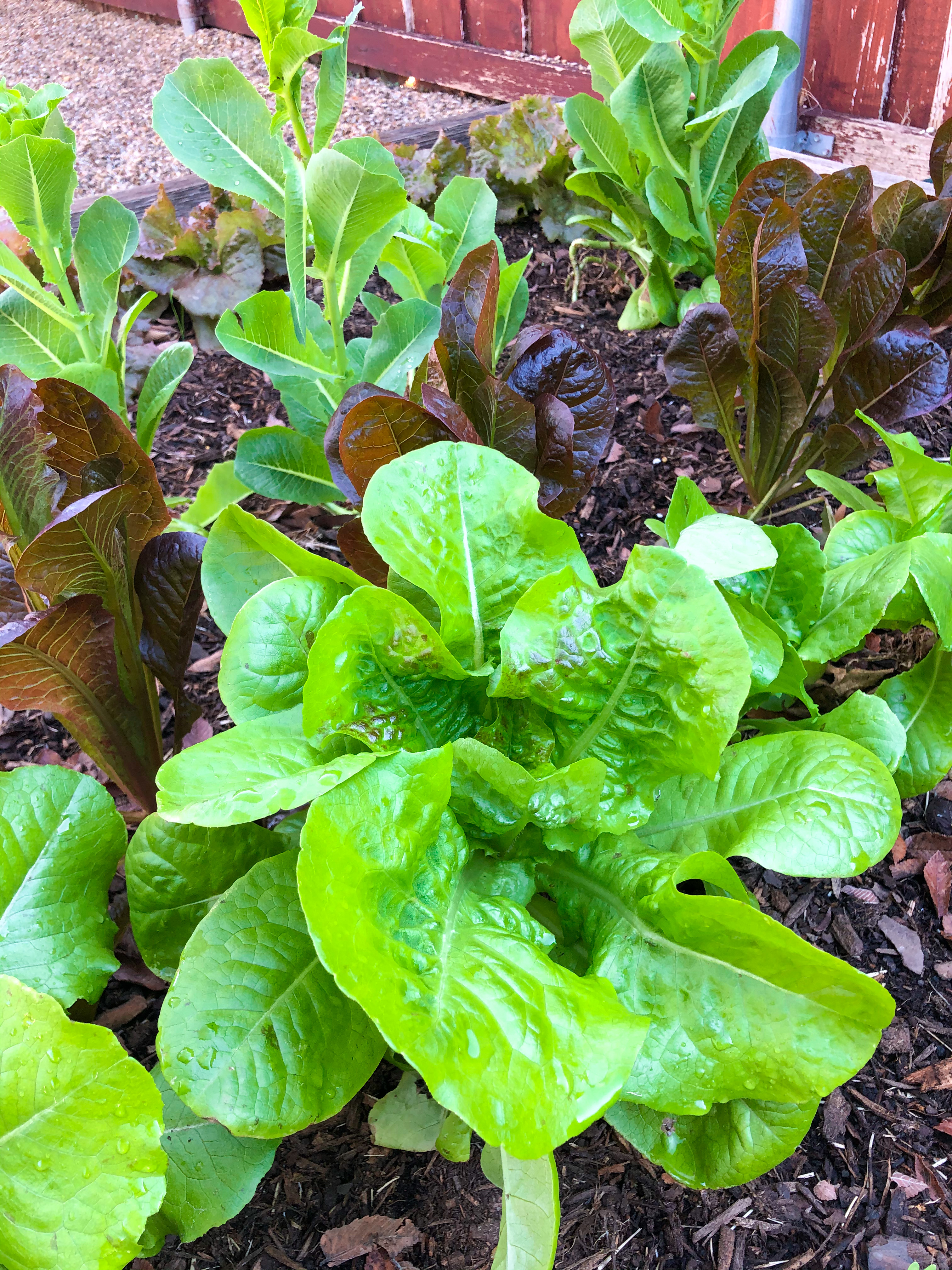 How to Grow Lettuce in Raised Bed Garden, Lettuce Grow Guide
