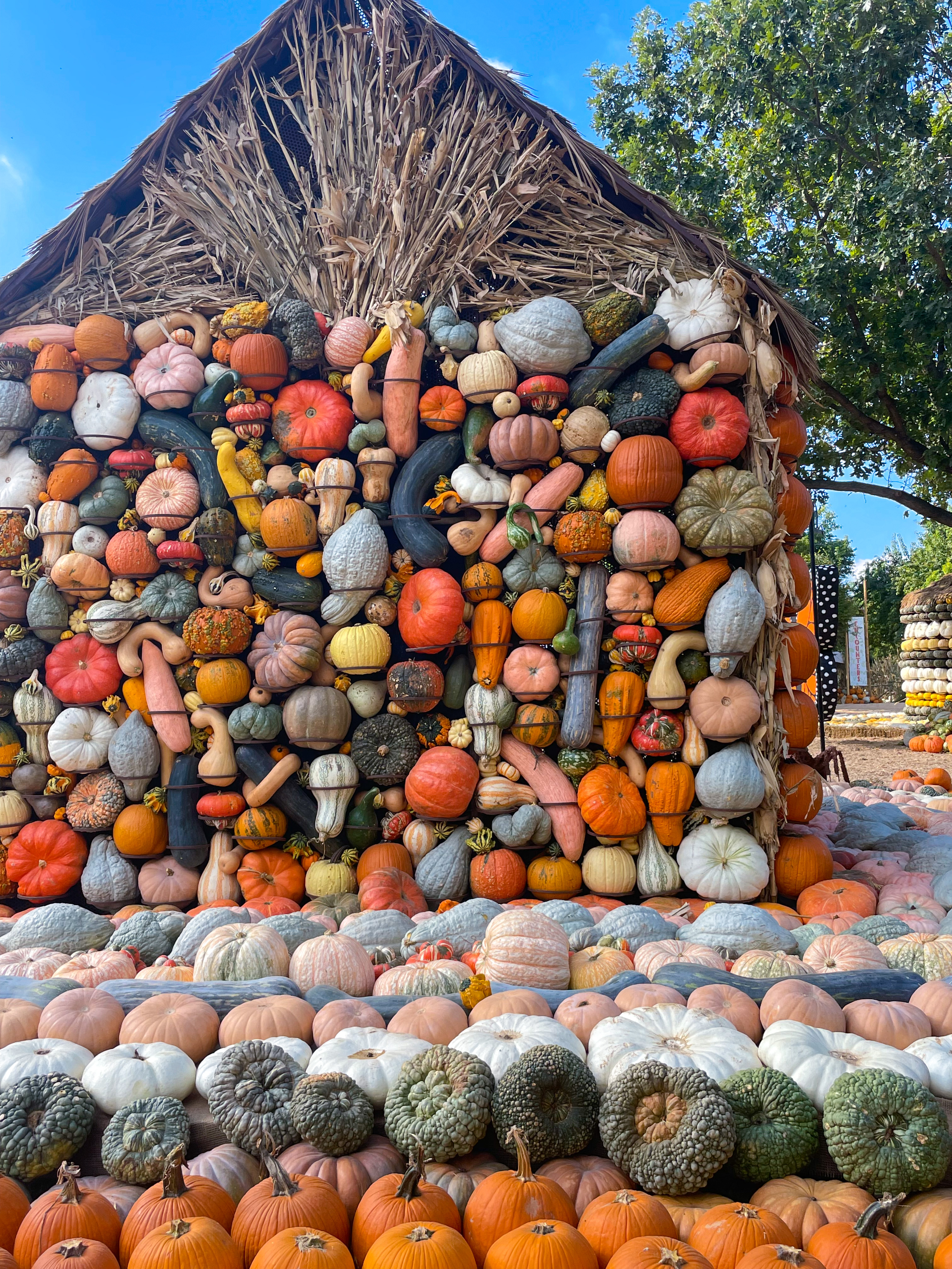 Dallas Arboretum Pumpkin Village 2021
