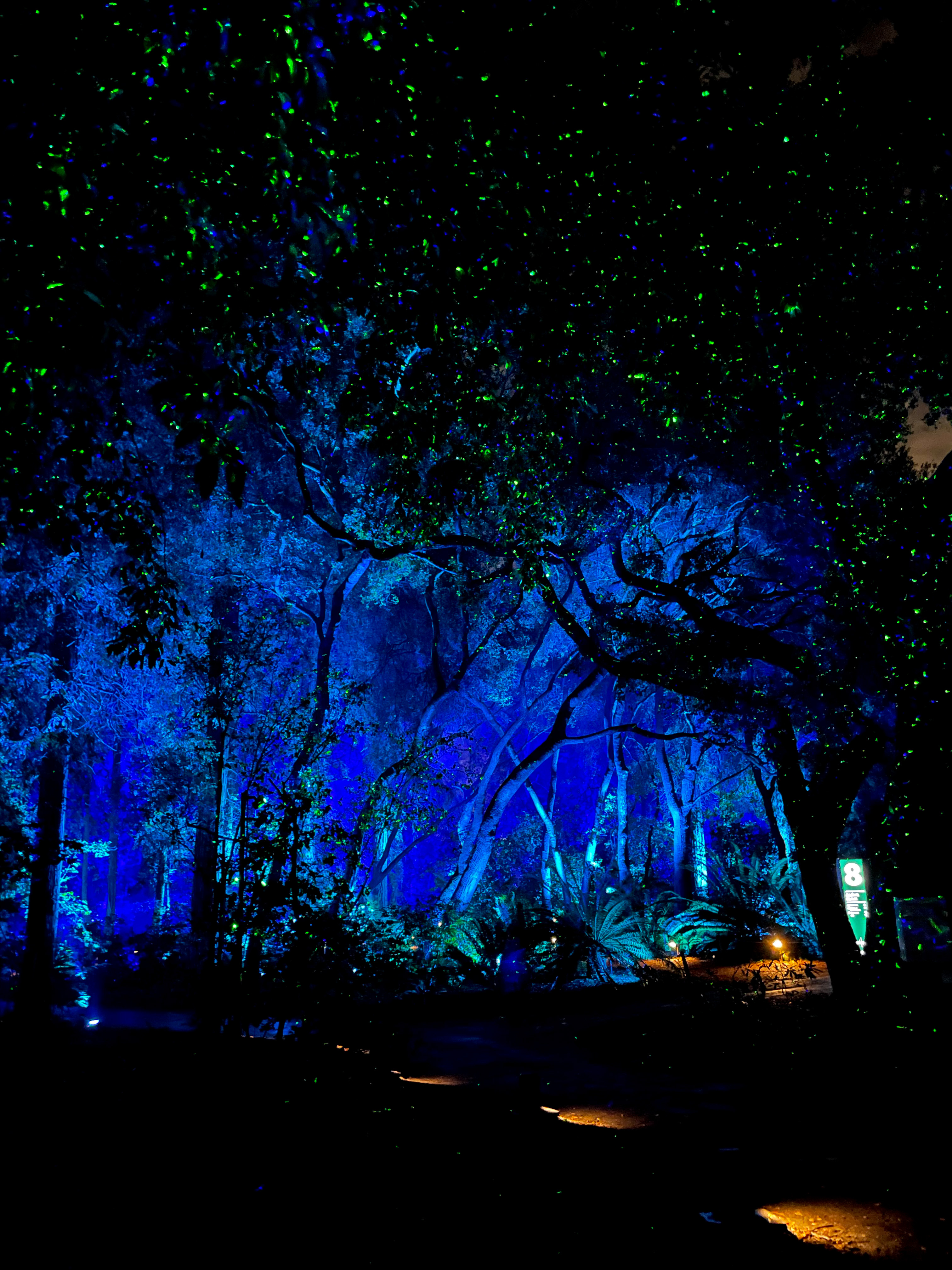 Descanso Gardens’ Enchanted Forest of Light