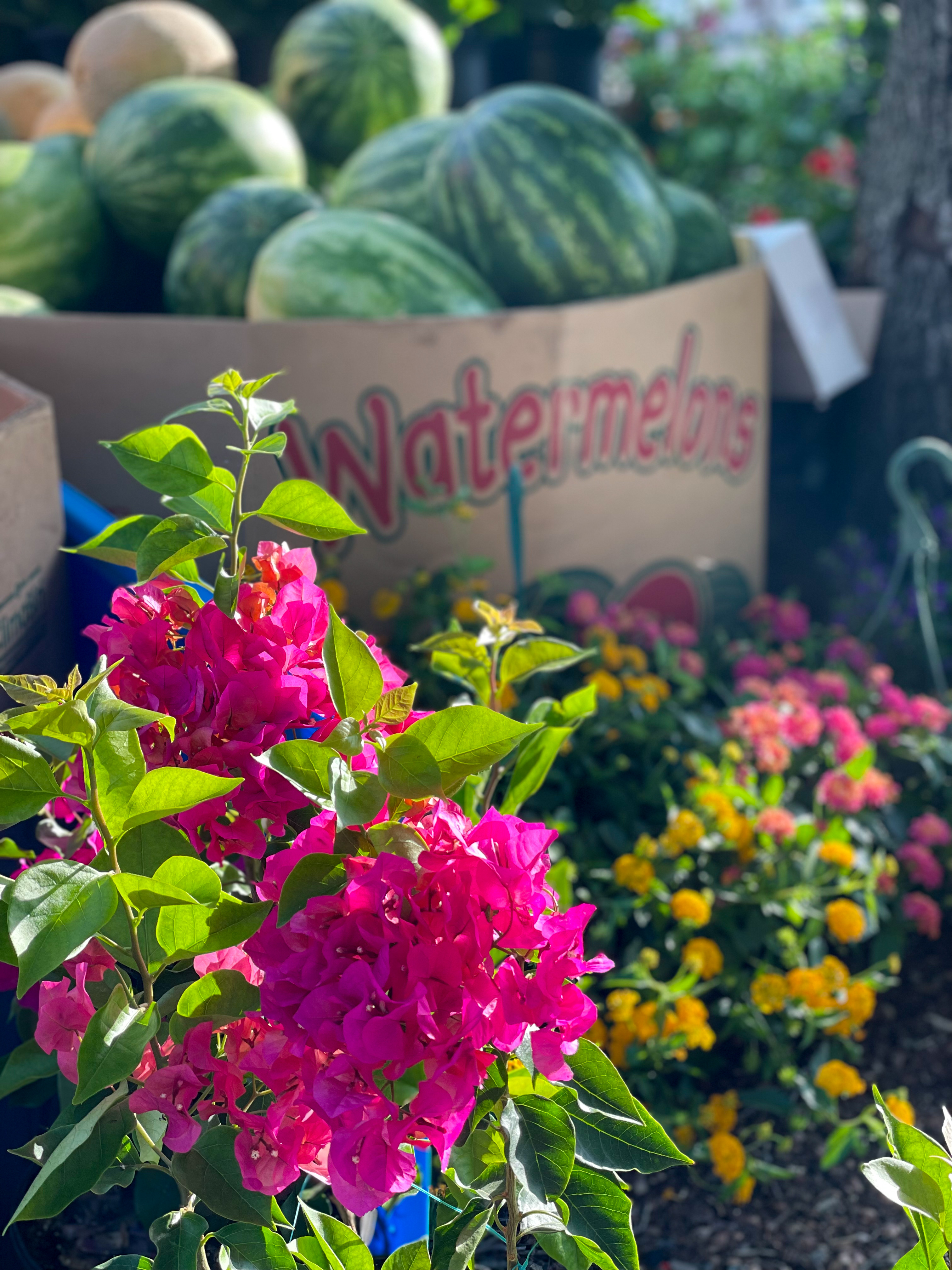Rockwall Farmers Market