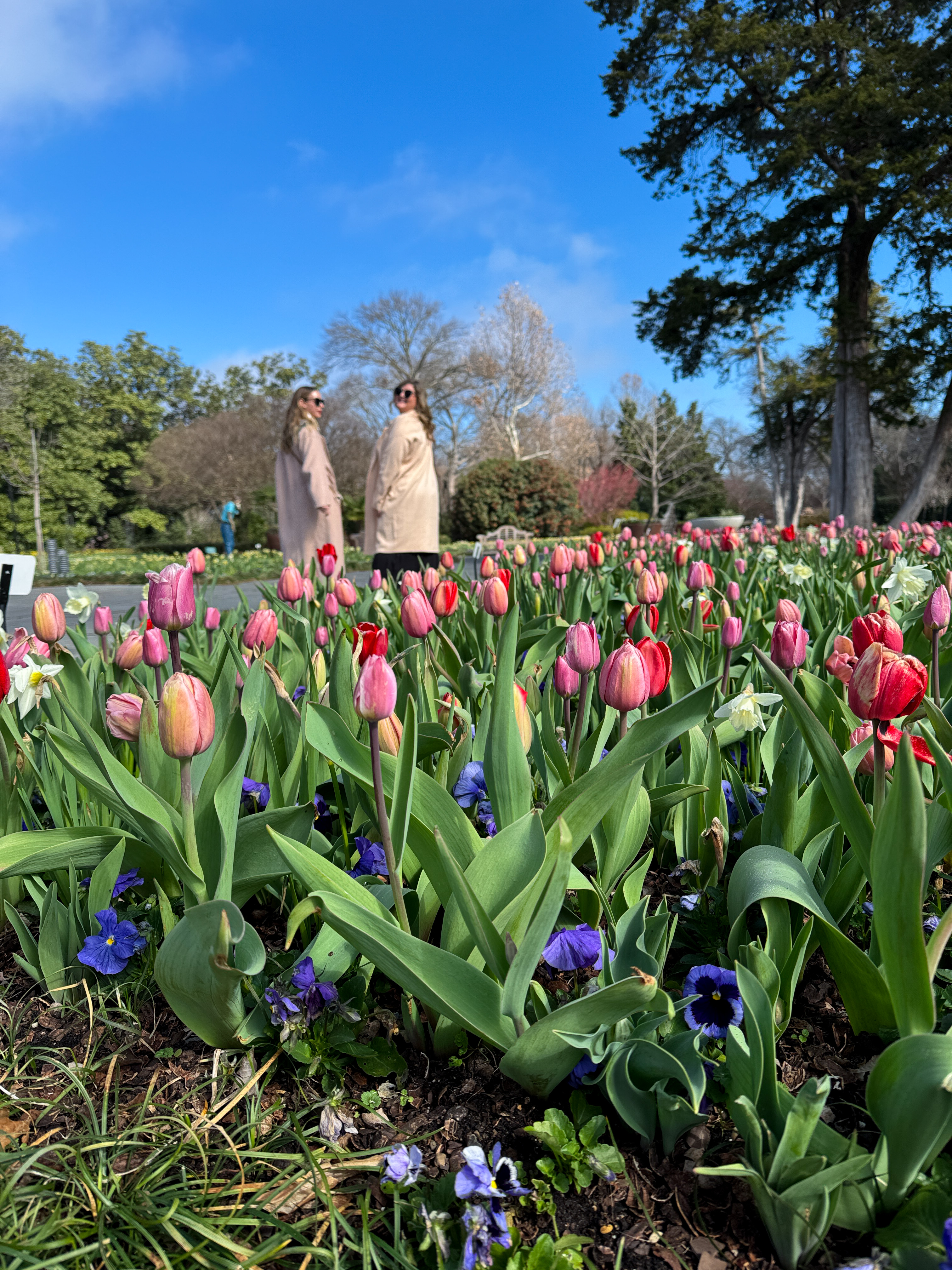 Dallas Blooms 2025