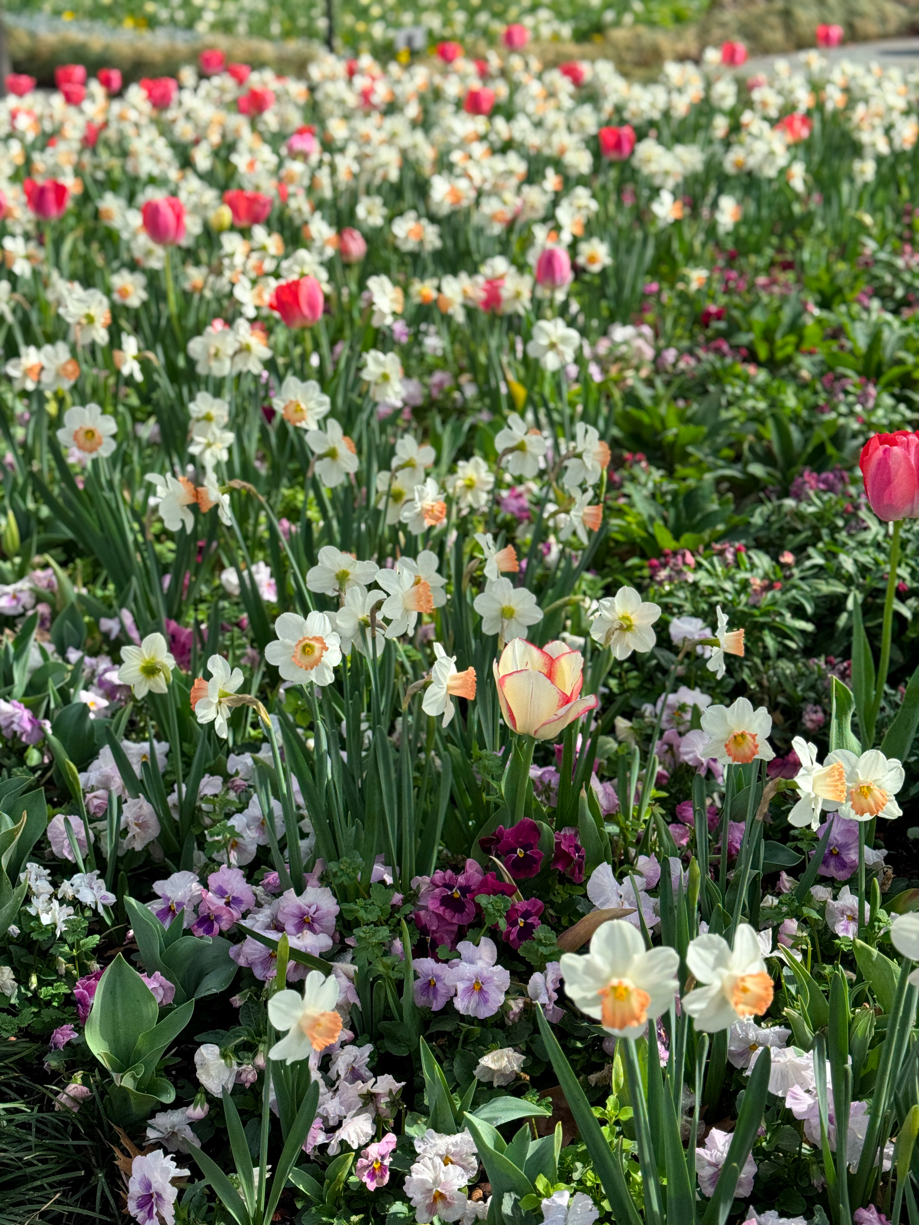Dallas Blooms 2026