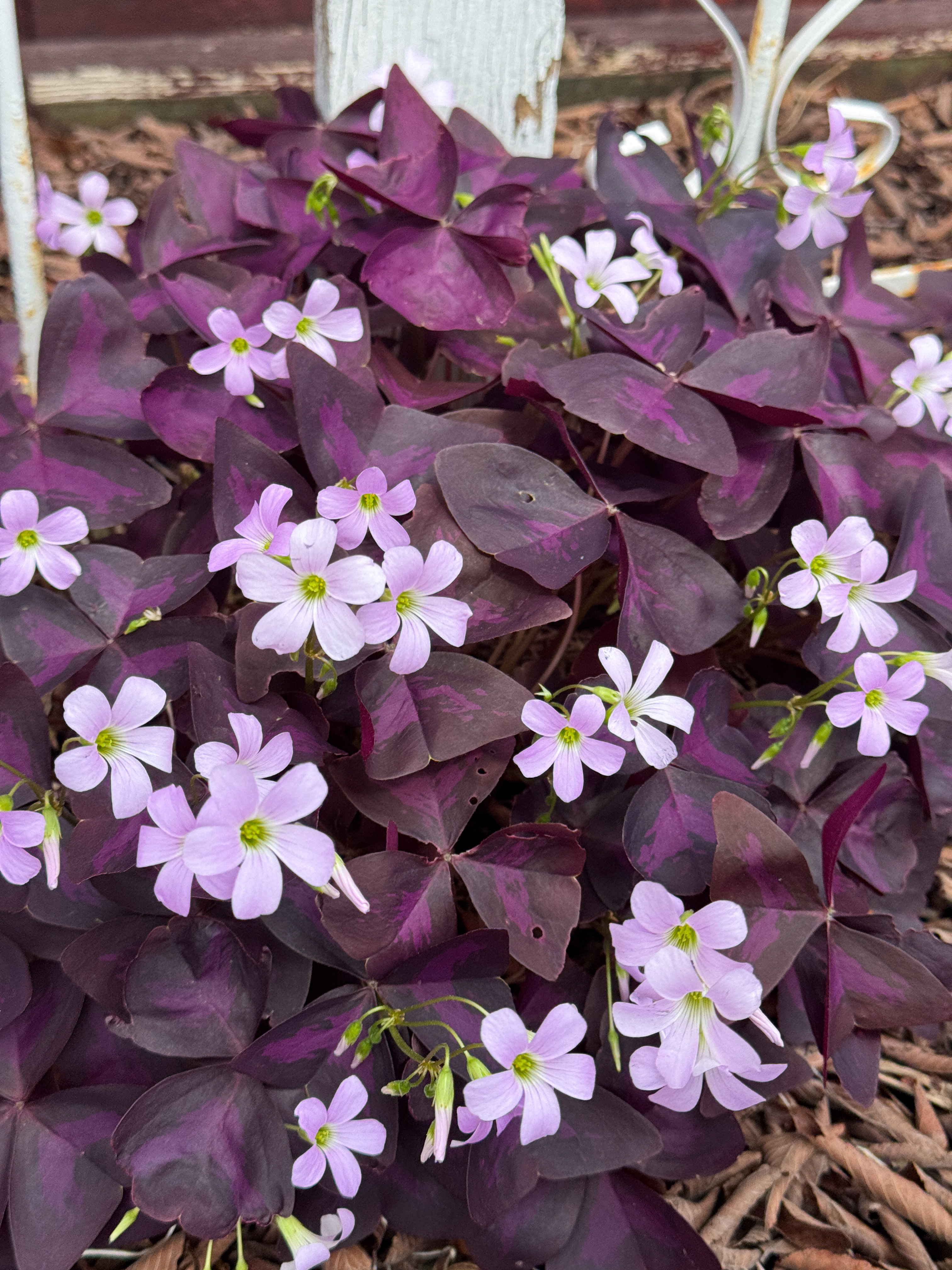 Growing Oxalis triangularis, “False Shamrock”