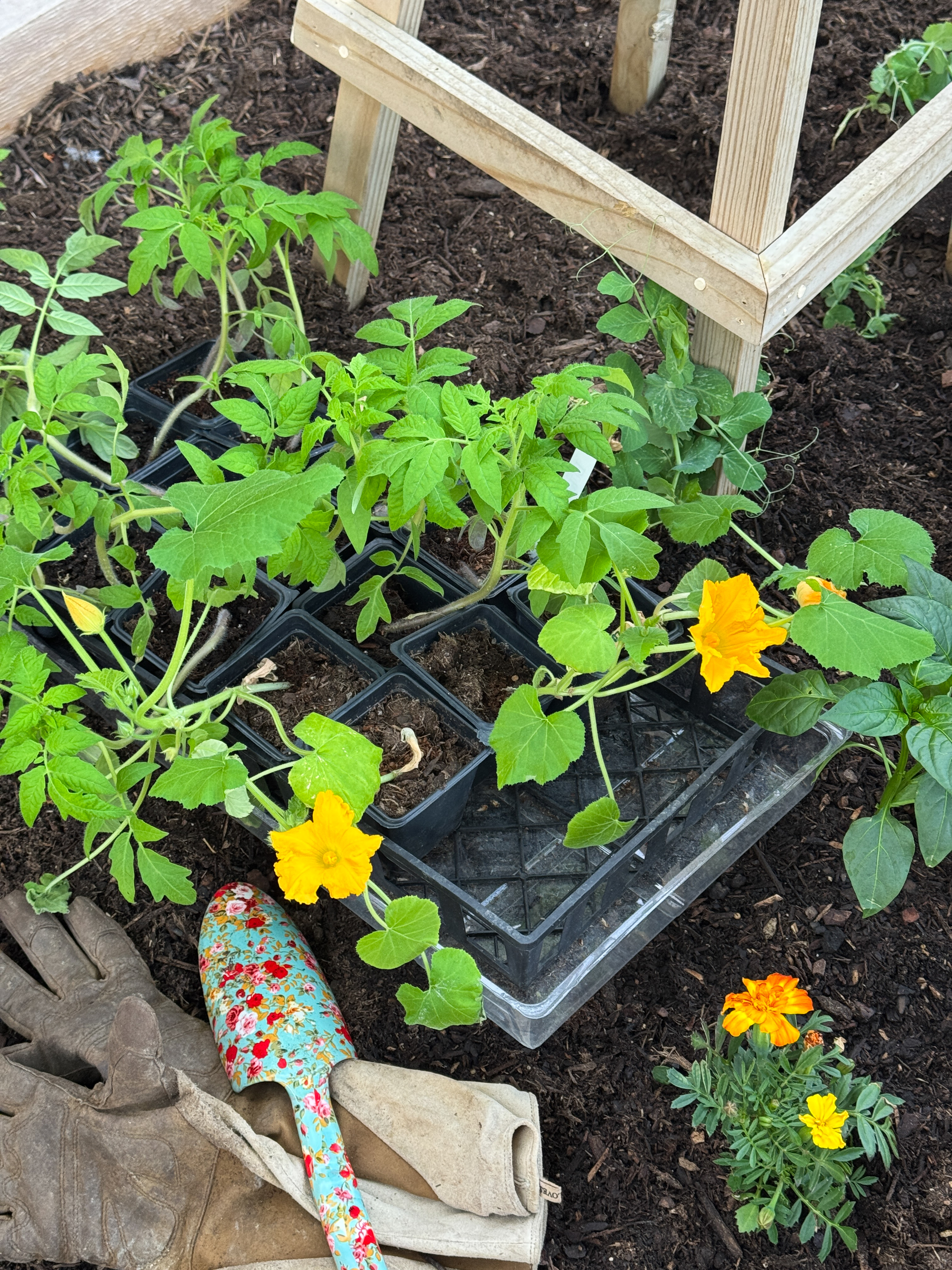 This Year’s Kitchen Garden