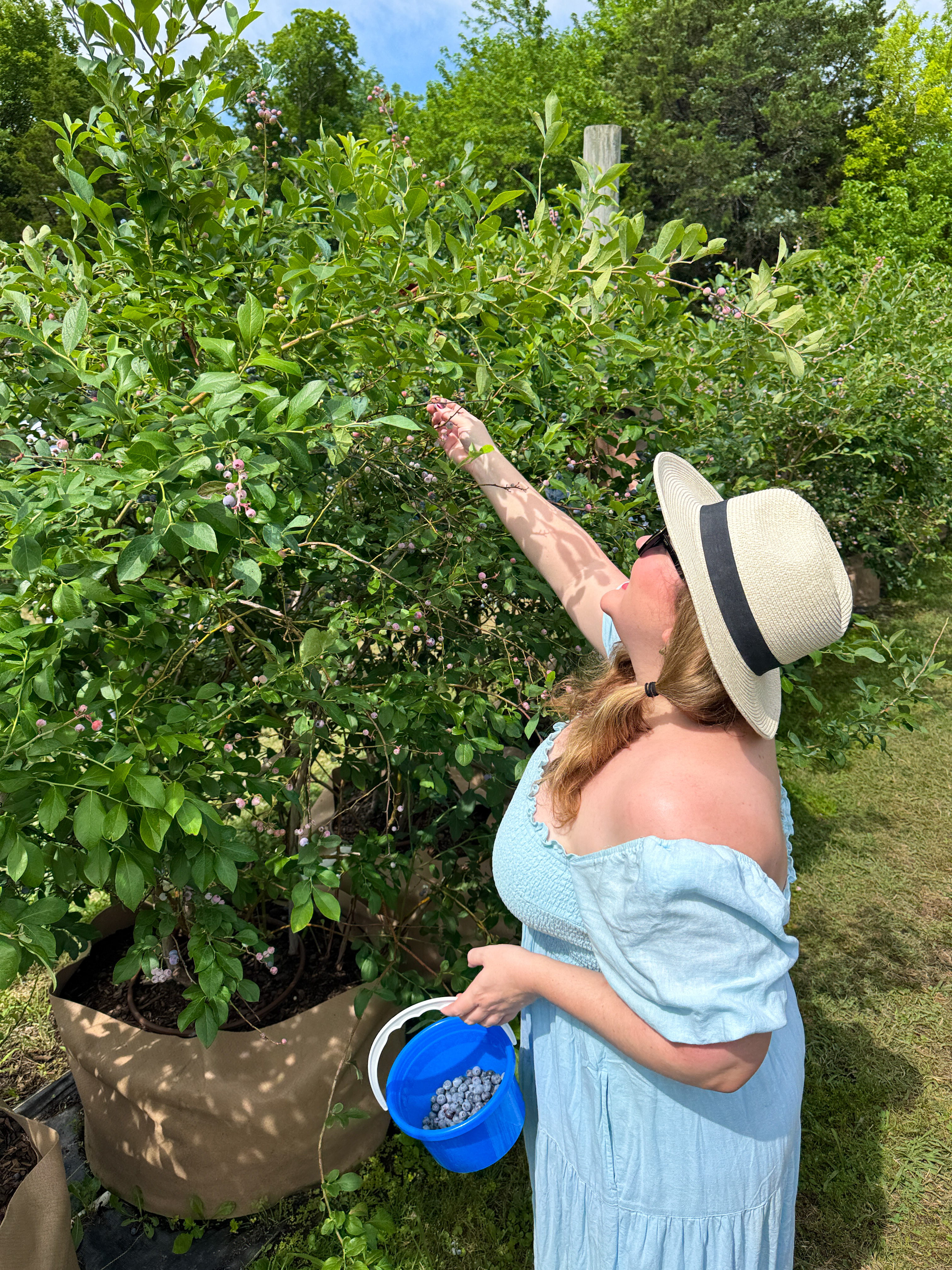 Blueberry Picking in Rockwall